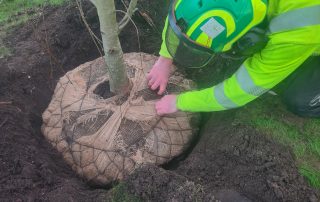 Proarb Trädplantering