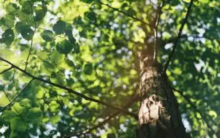 Ljusfiltrerade löv i solbelyst skog.