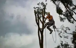 Arborist arbetar högt upp i ett träd.