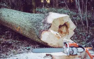 Motorsåg bredvid fälld trädstock i skog.