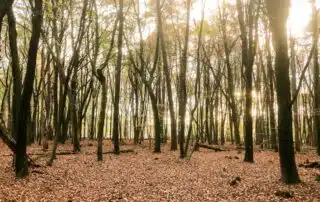 Solstrålar i lövskog med höstlöv.