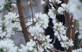 Blommande vita äppelblommor på grenar.