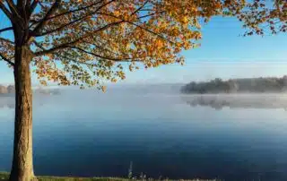 Höstträd vid dimmig sjö i gryningen.